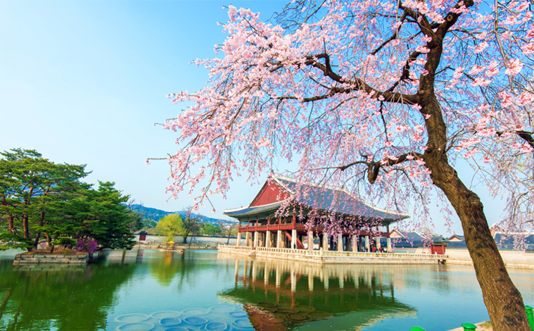 palais-Gyeongbokgung-cerisiers
