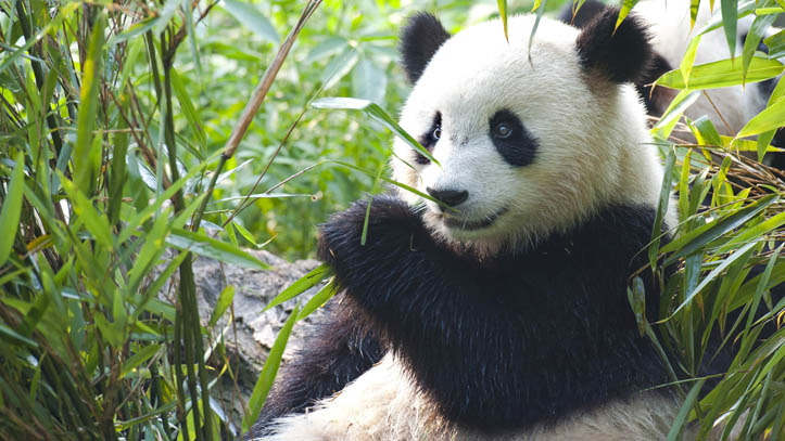 panda-geant-mange-bambou-chengdu-chine