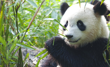 Panda Chine Bamboo