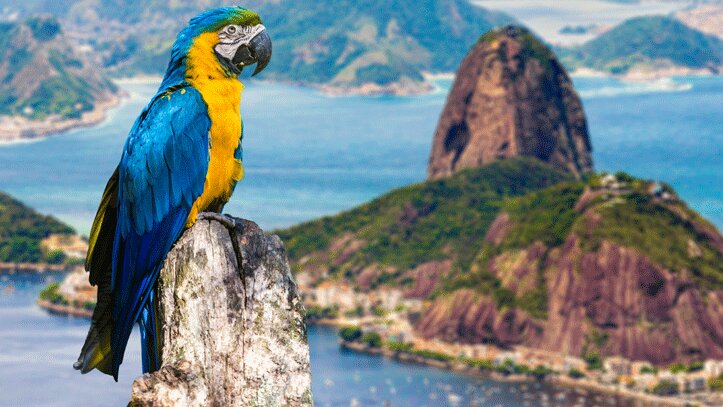 perroquet-bleu-jaune-Rio