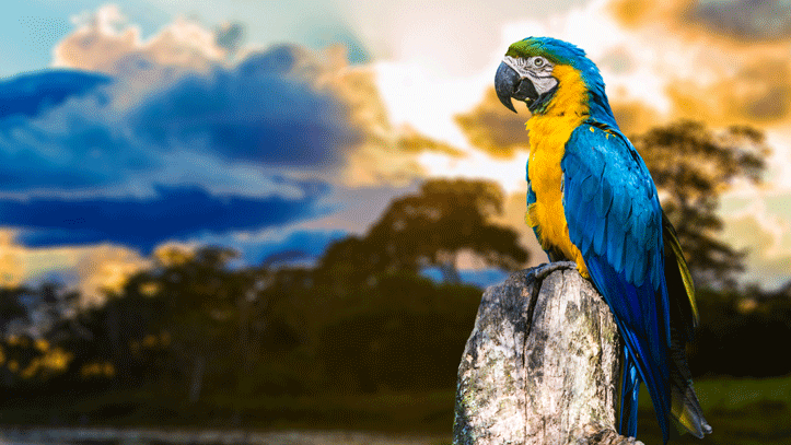 perroquet-bleu-jaune-pantanal