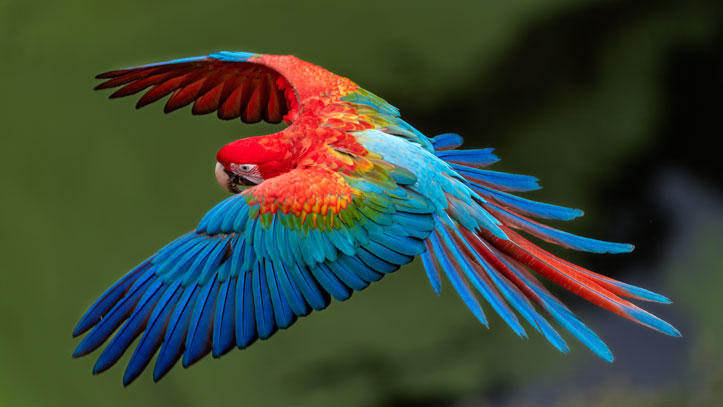 perroquet-vole-aile-ouverte