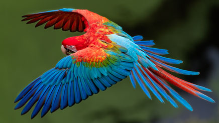 perroquets-bleu-et-rouge-falaises