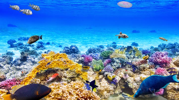 Philippines fond marin corails poissons