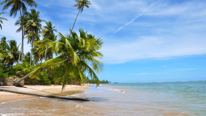 plage-palmier-Salvador-Bahia-Morro-Sao-Paolo
