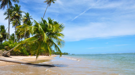 plage-palmier-Salvador-Bahias