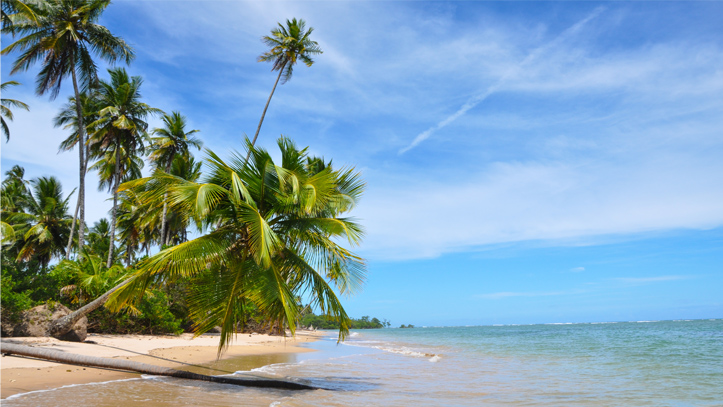 plage-palmier