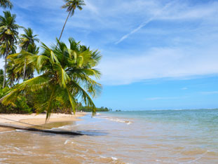 plamiers-plage-ilha-grande