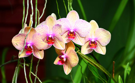 sri-lanka-jardin-botanique-orchidee 