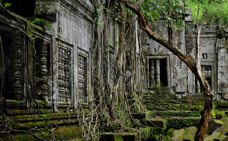 temple-angkor-arbre-cambodge