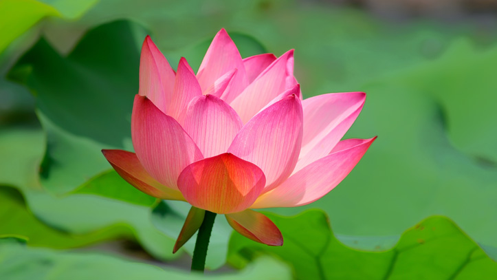 thailande lotus