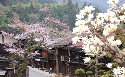 tsumago-cerisiers-japon-liste