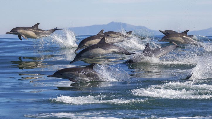 USA Bahamas dauphins mer