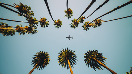  Avion depart palmiers 
