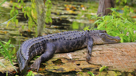 Louisiane Parc Bayou crocodile 