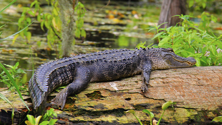 Louisiane Parc Bayou Crocodiles