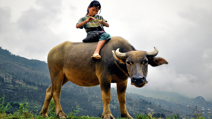 Vietnam buffalo filles