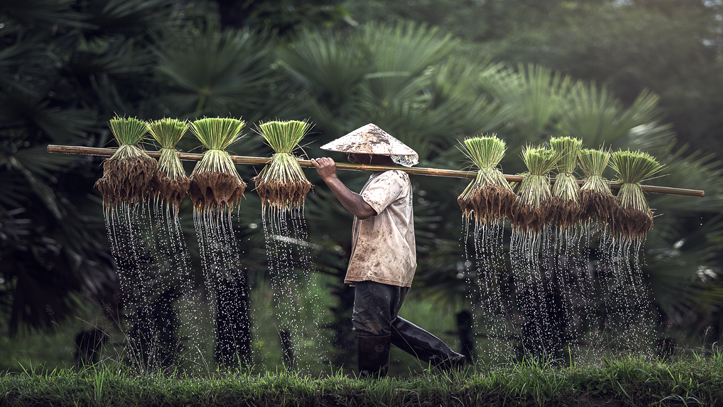 Vietnam fermier riziere