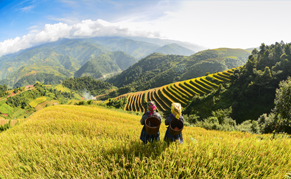 Vietnam Nord terrace riz liste