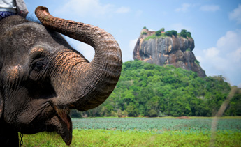 éléphants-sri-lanka-liste
