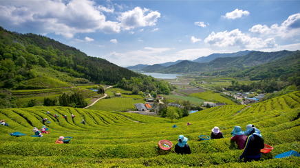 Boseong-tea-plantations