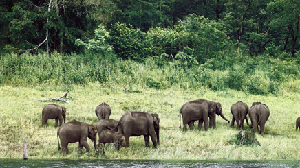 thailande-elephants-chiang-mai