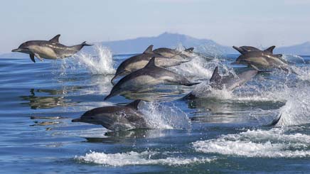  USA Bahamas dauphins mer 